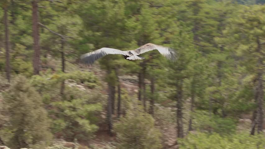 Flying low among the trees, wings fully spread, Cinereous Vulture, rear view. Wildlife flight, Aegypius monachus.