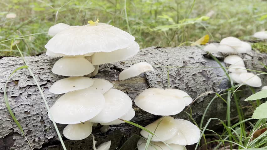 Oudemansiella mucida video, also known as the porcelain fungus, growing on a fallen tree.
Its glossy white cap almost looks like porcelain, shining in the damp forest air. White mushroom video. 