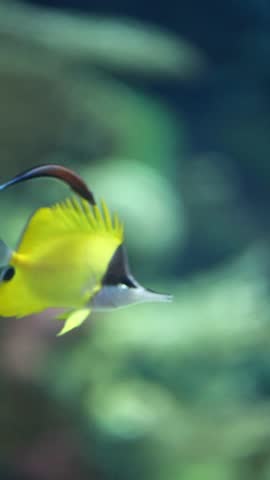 Colorful tropical fish swimming in clear blue water captured in close-up — 4K underwater marine life footage