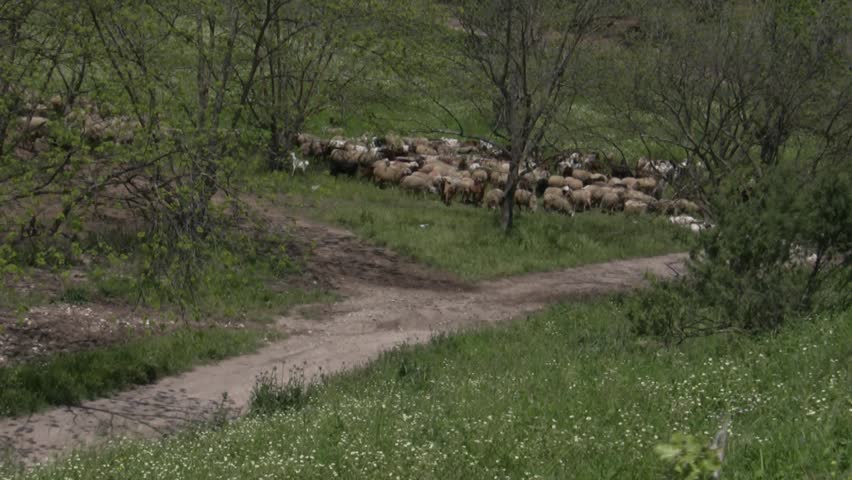 Three sheep pose for fashion photography