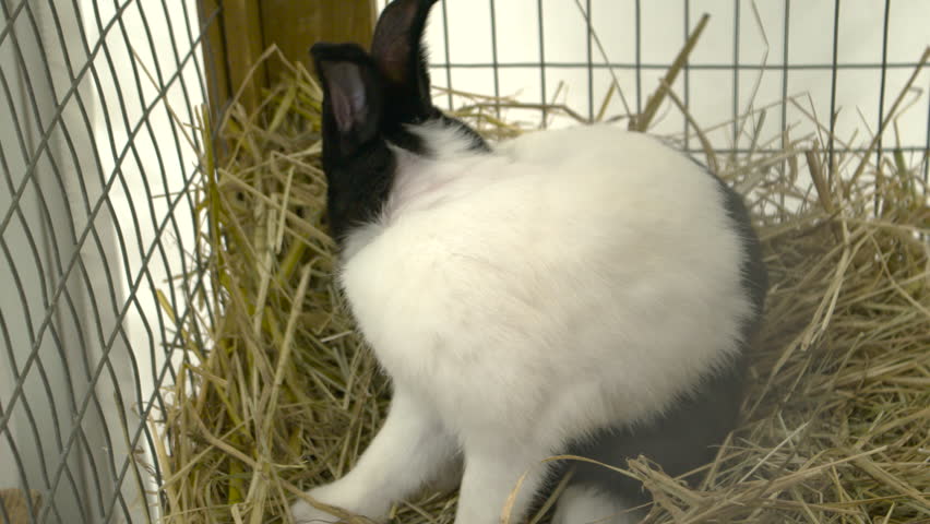 Close up shot of a fluffy black and white rabbit sitting on straw inside a white wire cage. A fluffy black and white rabbit grooms itself in a small cage.