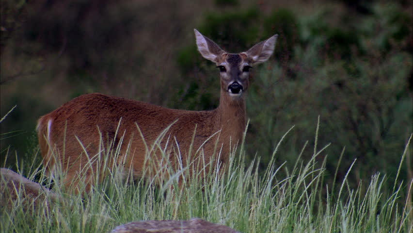 Still shot of deer grazing