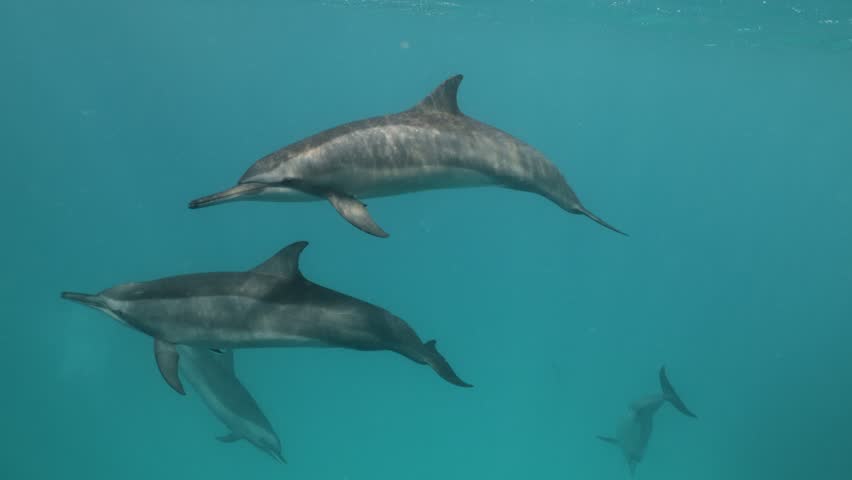 A playful pod of dolphins swims swiftly near the ocean surface in clear blue tropical waters, creating ripples and splashes as they glide together under the sun in a vibrant marine environment.