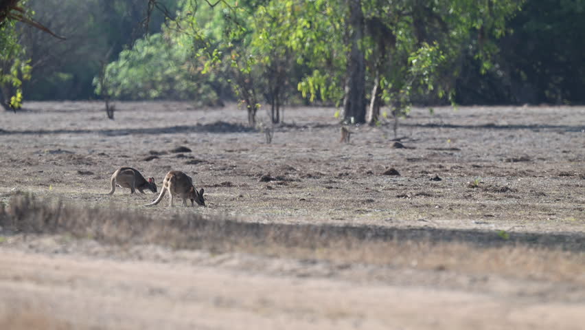 Wallaby kangaroo marsupial hopping and grazing through the blurr of heat haze over a grass plain near Kakadu national Park in the Northern territory, Australia.