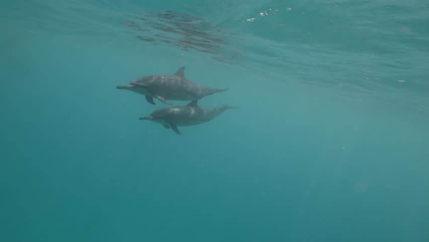 A playful pod of dolphins swims swiftly near the ocean surface in clear blue tropical waters, creating ripples and splashes as they glide together under the sun in a vibrant marine environment.