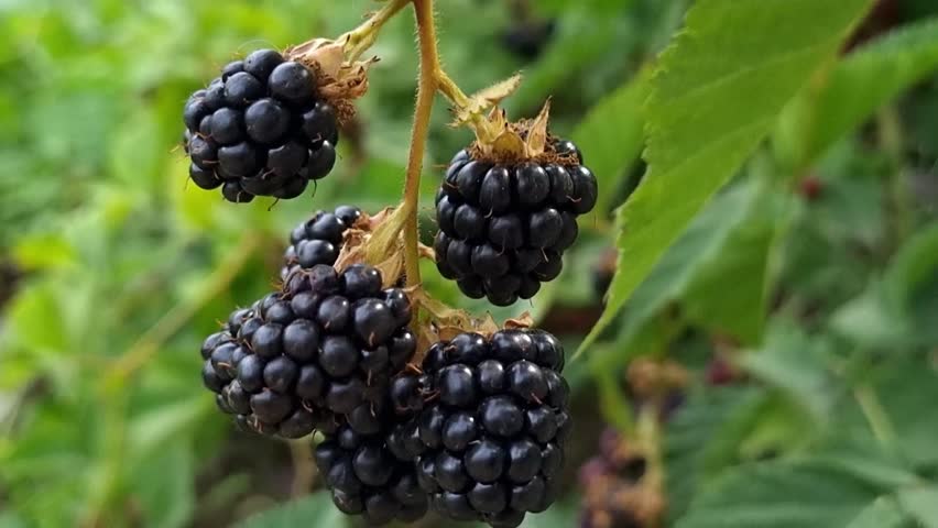 A close-up look at ripe, juicy blackberries growing on the vine in the garden