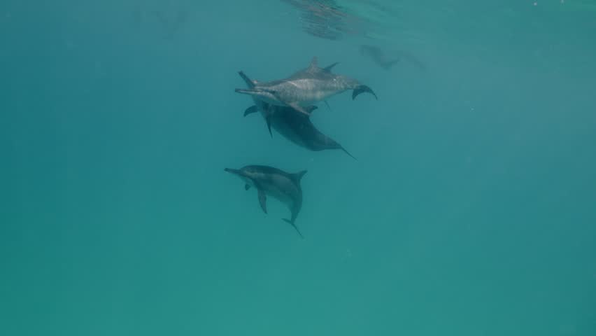 A playful pod of dolphins swims swiftly near the ocean surface in clear blue tropical waters, creating ripples and splashes as they glide together under the sun in a vibrant marine environment.