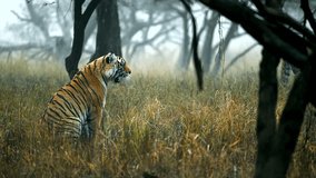 A stunning Bengal tiger sits alertly in tall, dry grass, its striking stripes a stark contrast against the misty, blurred forest background - Powered by Shutterstock - Get 15% off with code: PIKWIZARD15