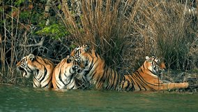 Four powerful Bengal tigers cool themselves in a river, one yawning or roaring, another pair interacting, while a fourth rests on the muddy bank - Powered by Shutterstock - Get 15% off with code: PIKWIZARD15
