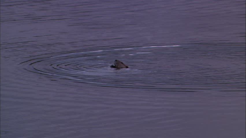 A beaver swims along the river and eats