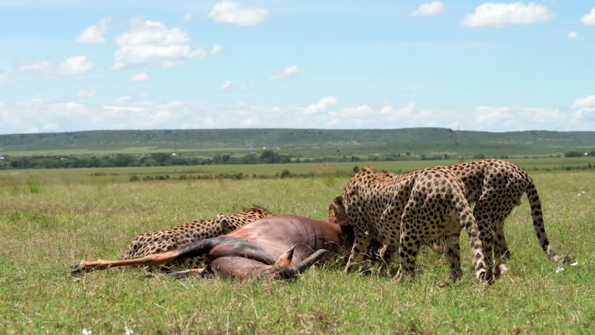 Cheetahs feast on their prey, a large antelope, in the wide open expanse of the African savanna under a clear sky, showcasing a powerful moment of survival