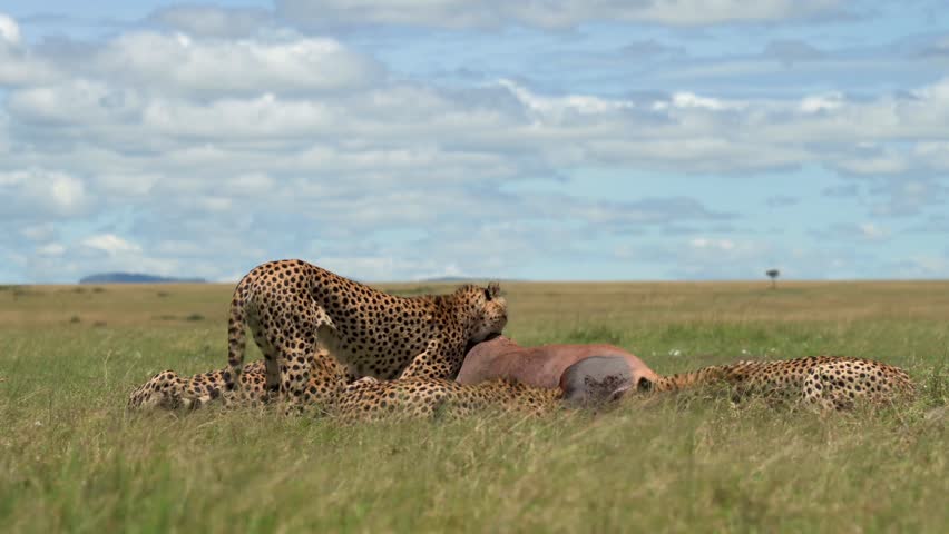 Several agile cheetahs feast on a recently captured antelope, illustrating raw predator prey dynamics in the wild African grasslands on a bright, cloudy day
