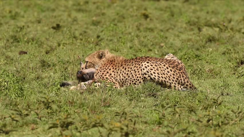A spotted cheetah lies low in the vibrant green grass, diligently feeding on its recently caught antelope prey under the bright African sun
