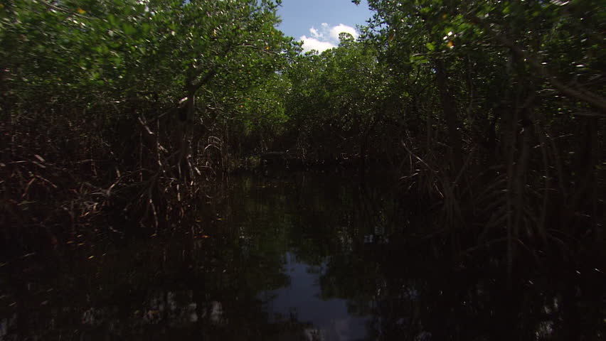 Shot of the everglades from an air boat as it moves through the water