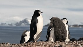 Adult Chinstrap penguin feeds its fluffy chick on a rocky ground in Antarctica Other penguins are visible with icy mountains and ocean in the background - Powered by Shutterstock - Get 15% off with code: PIKWIZARD15