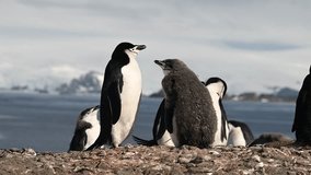 An adult Chinstrap penguin stands tall, feeding its grey, fluffy chick with care Other adult and juvenile penguins are visible near the icy ocean and distant mountains - Powered by Shutterstock - Get 15% off with code: PIKWIZARD15