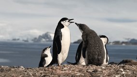 An adult Chinstrap penguin feeds its young chick, characterized by its thick, gray downy feathers, amidst a colony with a stunning natural backdrop - Powered by Shutterstock - Get 15% off with code: PIKWIZARD15
