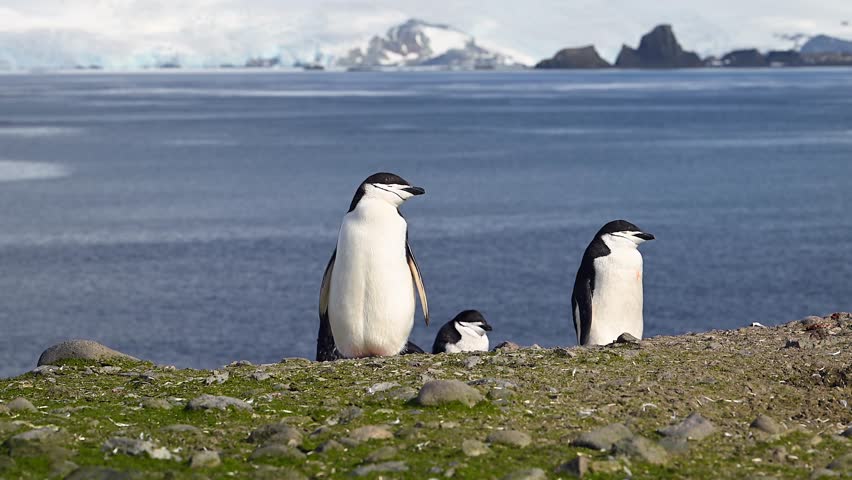 Several chinstrap penguins, including a chick, are gathered on a rocky, mossy outcrop with calm blue waters and majestic snow capped mountains beyond, reflecting a serene Antarctic day