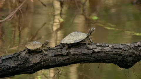Two turtles on a log
