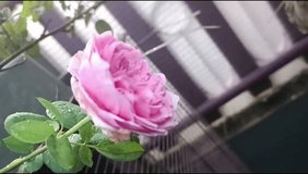 Close-up of a pink rose in bloom with delicate petals covered in water droplets. - Powered by Shutterstock - Get 15% off with code: PIKWIZARD15