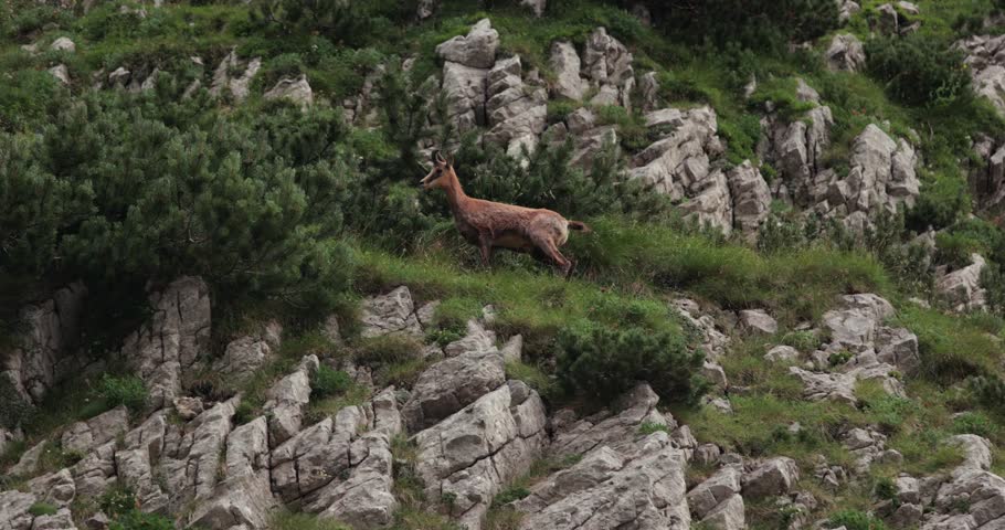 Wild mountain goats jump in majestic agility, slow motion from 120 fps in cinematic 24p. Durmitor National Park, Montenegro, Dinaric Alps