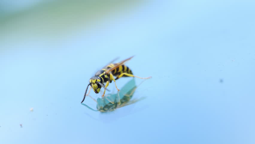 A yellow jacket wasp is shown standing on a smooth, reflective surface against a light blue background. The insect vivid yellow and black stripes are clearly visible