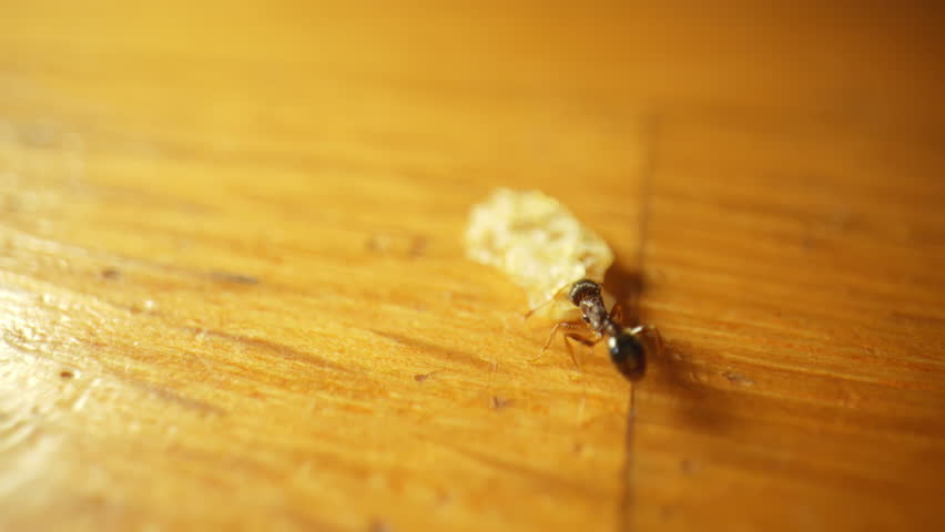 Ant found a big piece of food crumb and carrying it in the residential house.