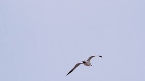 View of bird seagull hovering in the cloudy sky, Slow Motion footage - Powered by Shutterstock - Get 15% off with code: PIKWIZARD15