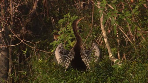A (anhinga) rests in tree and spreads its wings