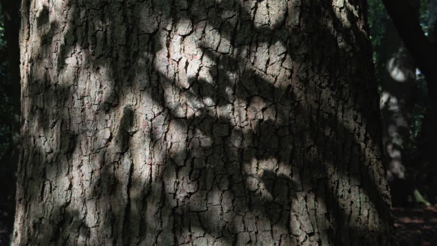 Autumn sunlight casts shadows of leaves on a tree trunk, Worcestershire, England.