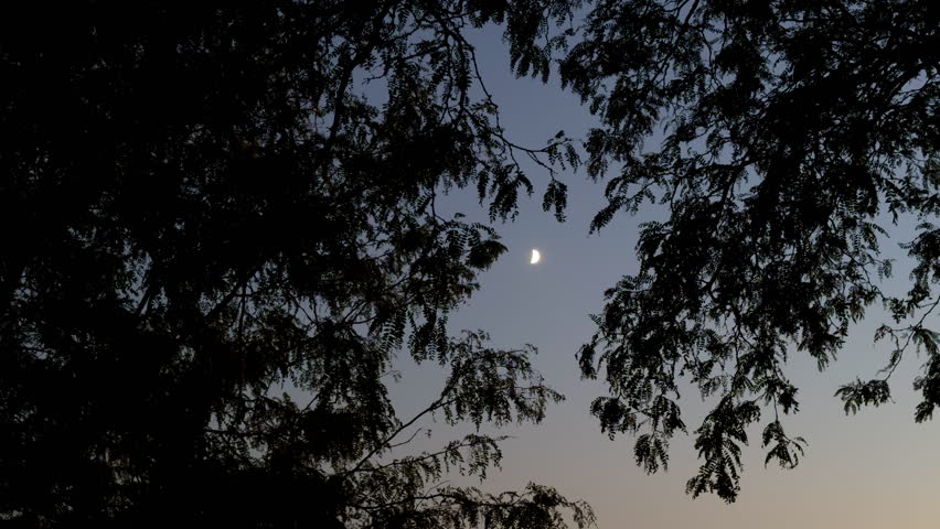 Half moon through the tree leaves at the evening. camera view from below