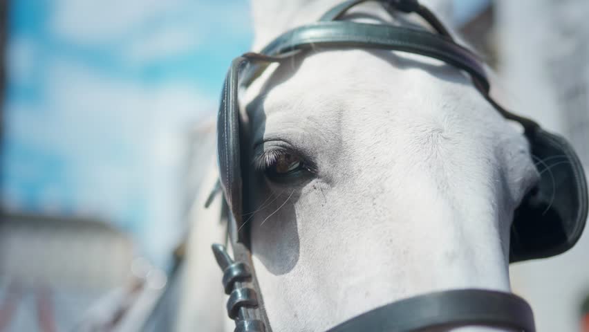 Vienna, Horse, Carriage, Attraction 2025