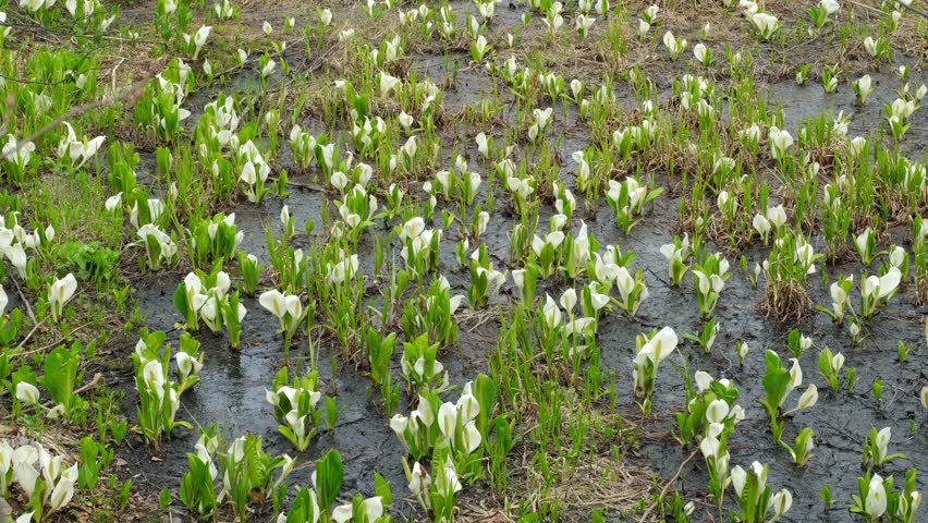 Asian Skunk Cabbage blooms in a spring forest.
