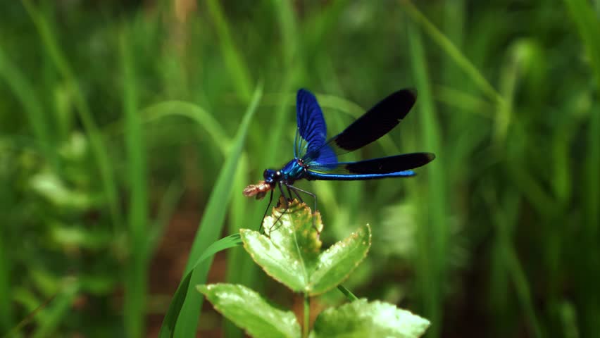 Slow motion macro close up of blue dragonfly eating insect on fresh green leaf with detailed wings.