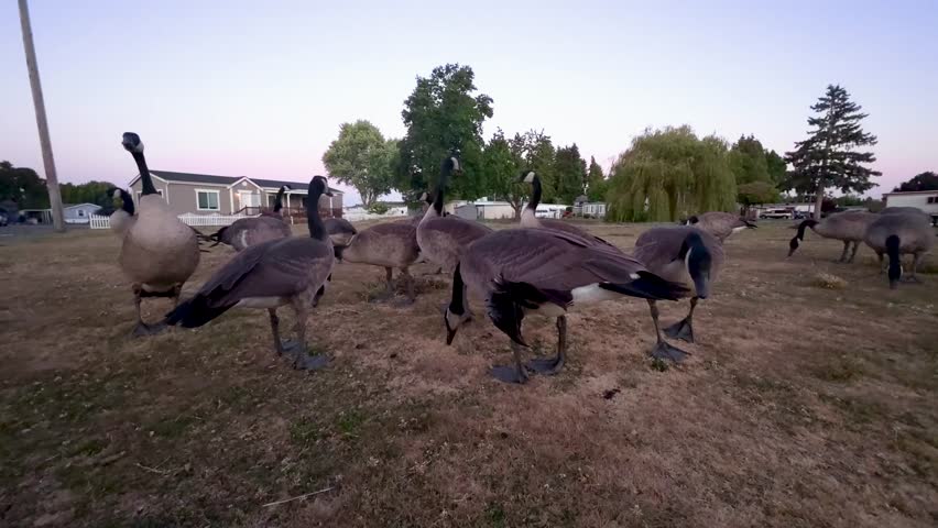 Wild geese with angel wings eating alongside others in a public garden.