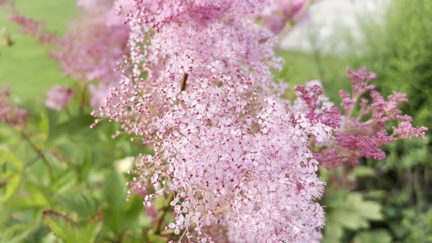 Pink dropwort flowers of filipendula rubra, queen-of-the-prairie pink blooming clouds. Beautiful color meadow flowers in landscape gardening, wild flowers in garden