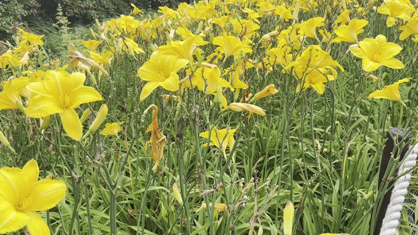 Beautiful yellow lilies in a summer garden on a blurred background. Yellow bouquet, lilium blossom