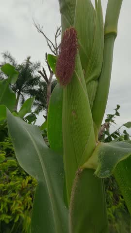 Close-Up Of Fresh Corn Ear With Silk On Green Plant In An Outdoor Garden