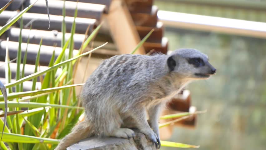 Meerkat sitting above the ground