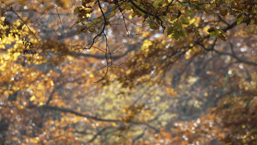 Leaves, Autumn, Forest - A close-up view of autumn leaves on a tree branch.
