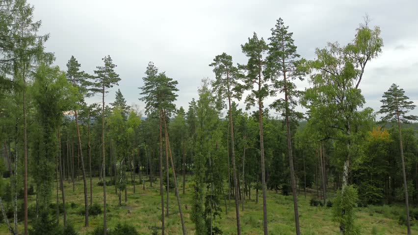 drone flight over beautiful tree forest landscape with clouds in sky