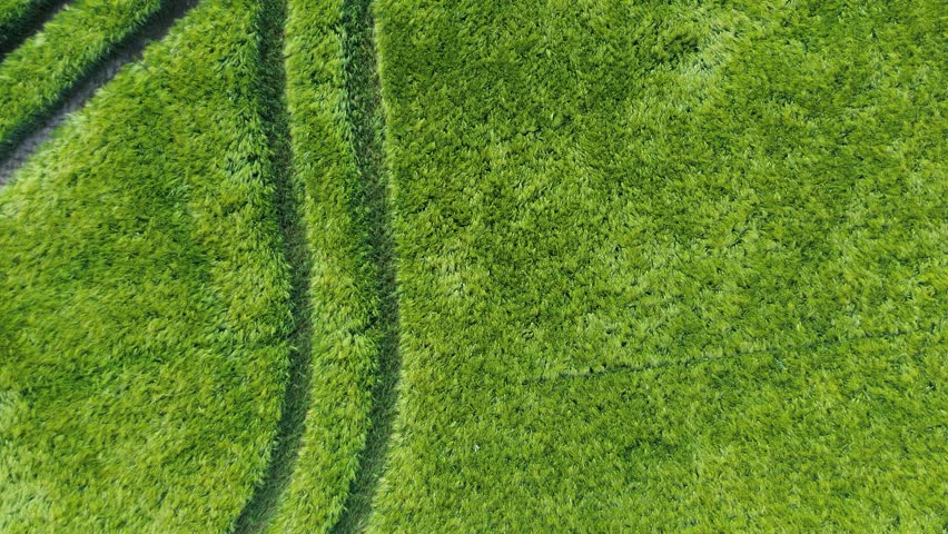 top down view of green wheats field in summer waving in wind