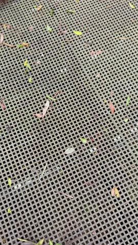 Person walks on metal grate walkway with scattered leaves, natural daylight, steady downward camera angle