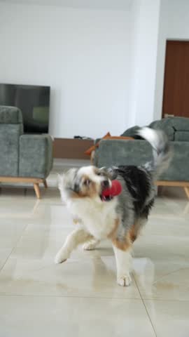 Playful blue merle Australian Shepherd dog jumps and runs indoors with a red toy in mouth, full of energy, joy, and excitement. Overexcited dog
