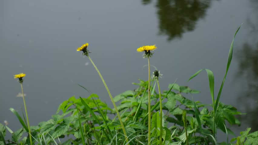 Dandelions river close-up. Bright spring flowers among the green grass. Yellow dandelions bloomed in the meadow. Bright natural background with water. Spring blooming garden, meadow. Atmospheric video