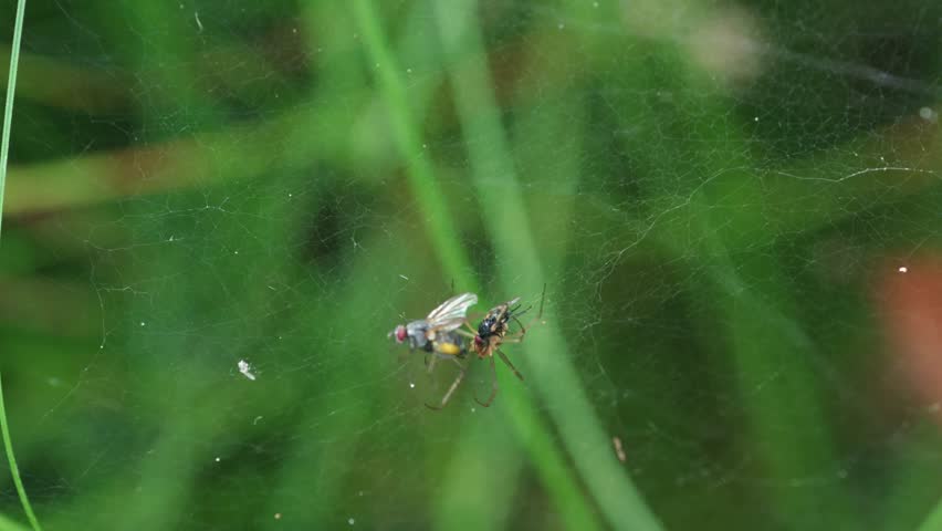 Canopy spider shaking prey in web