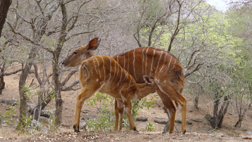 a female lowland nyala nurses its young at balule nature reserve of kruger national park in south africa