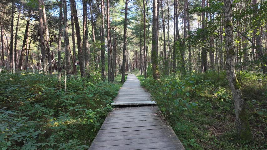 Wooden boardwalk through green forest surrounded by trees and sunlight. Eco trail for walking in nature