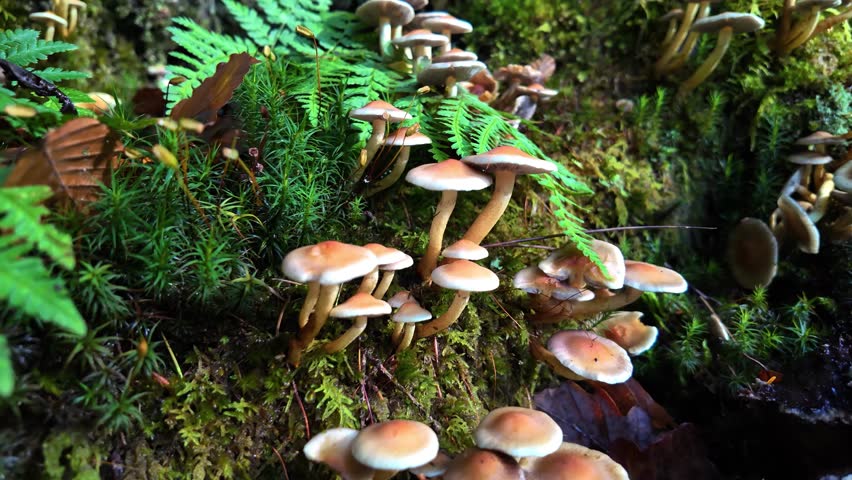 Camera moving up through a collection of Sulphur tuft mushrooms. Lake district, UK