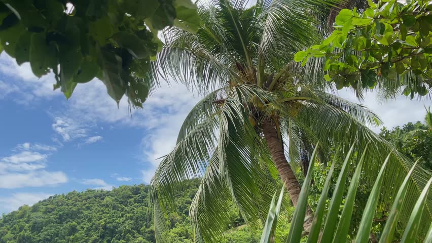 Upward view through a coconut palm with clusters of coconuts; sunlit fronds rustle in the breeze. Glossy sea almond leaves frame the scene, with a jungle hill and patchy blue sky beyond.